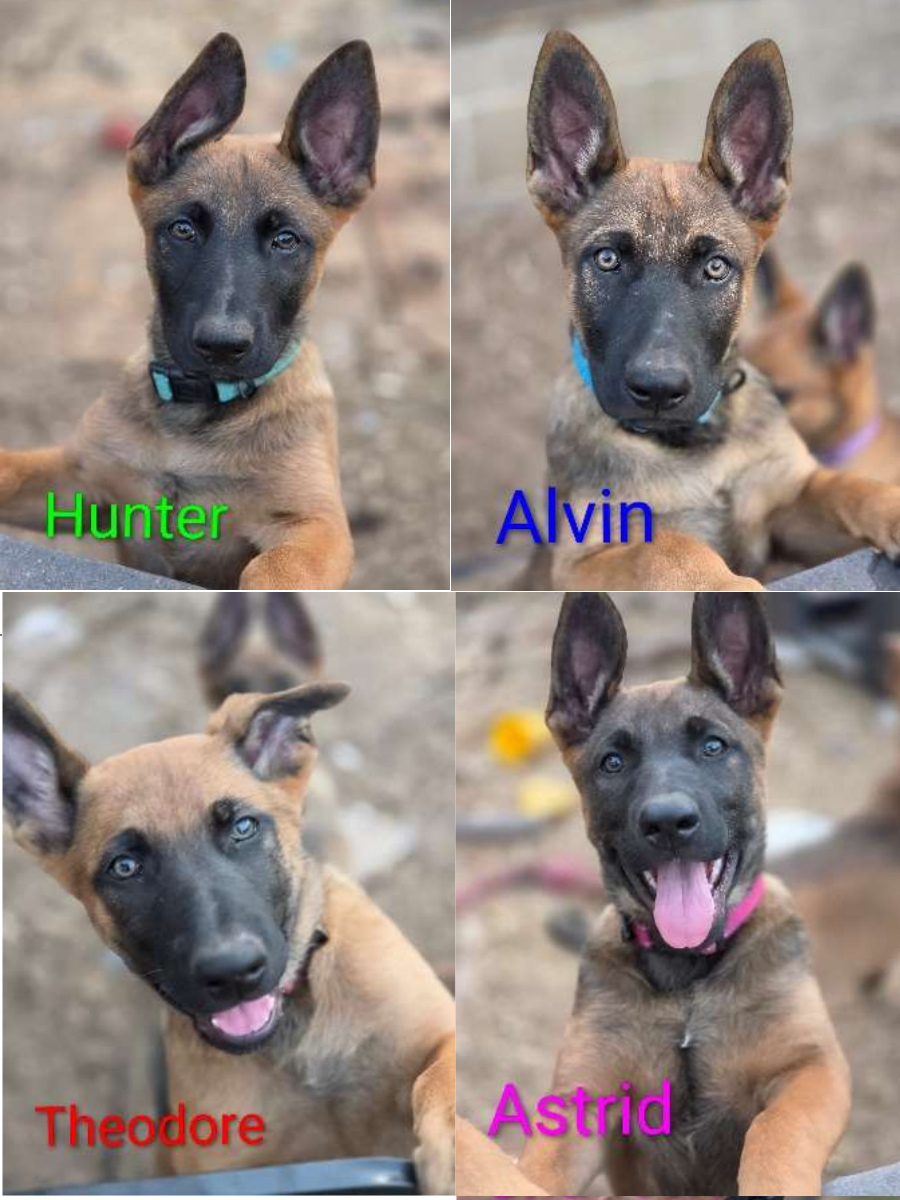 4 Working Lines Puppies